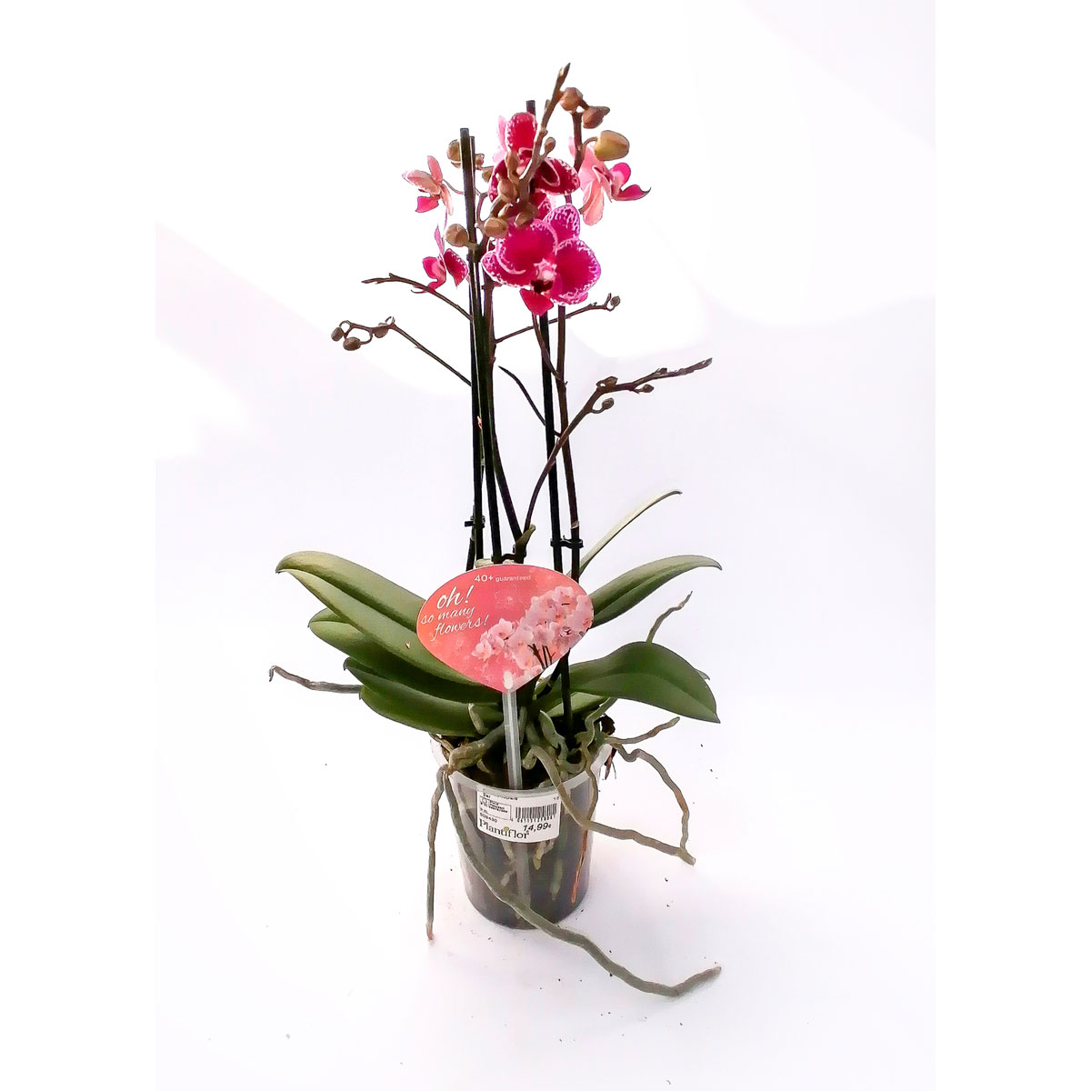 Plantiflor Orchideen-Mix 3-Trieber