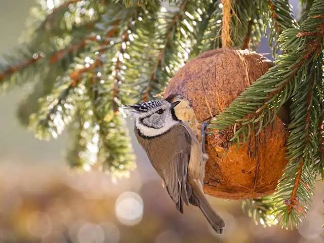 Vogelfuetterung-futter
