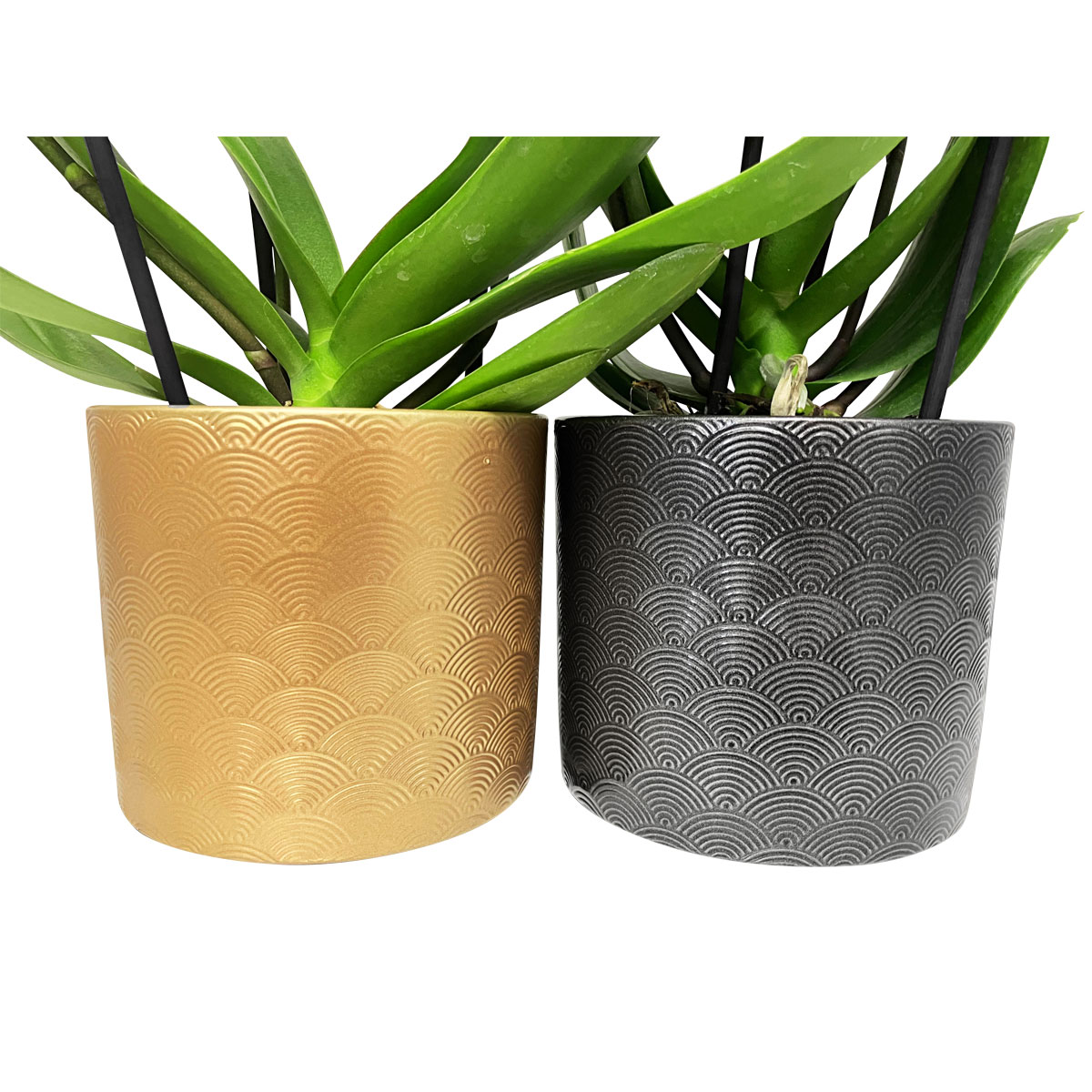 Plantiflor  Schmetterlingsorchidee in Keramik Topf- Durchmesser 12 cm Bild 3