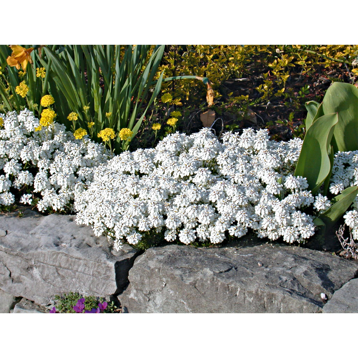 Plantiflor  Steingartenstauden im Topf Durchmesser 13 cm Bild 6