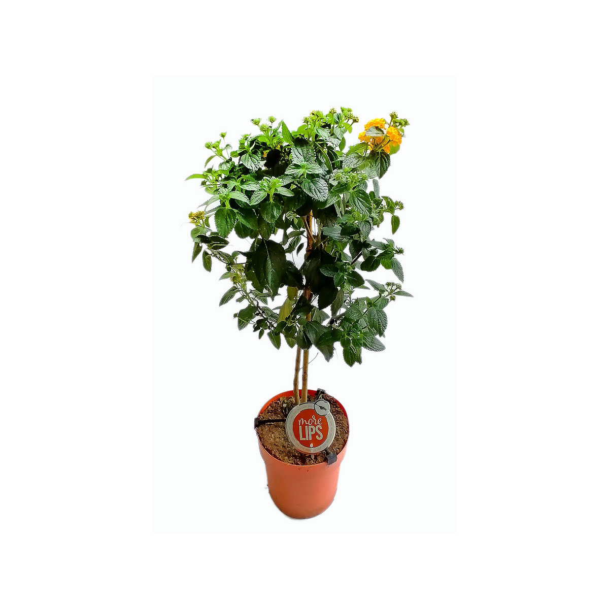 Mediterrane Stämme T19 4 Sorten