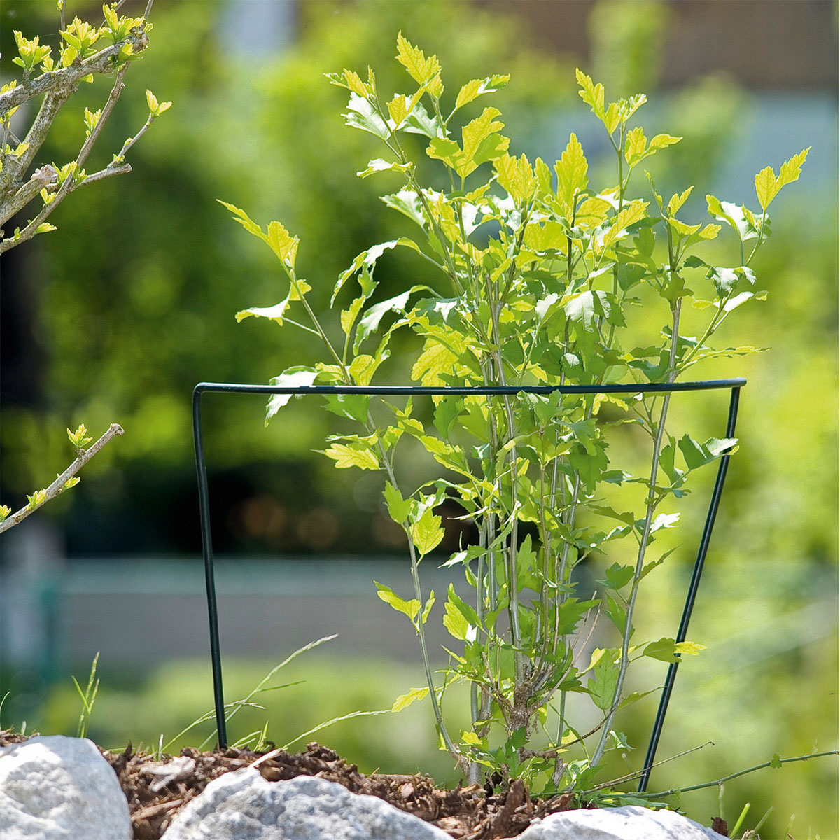 Windhager  Staudenstütze 100x40 cm