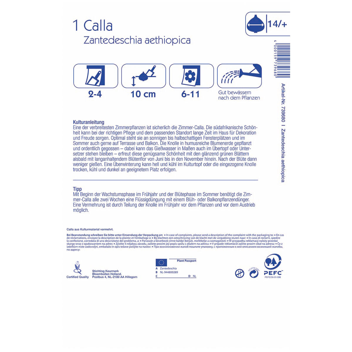 Kiepenkerl Calla Captain Fuego Größe 14+ 1 Stück Bild 2