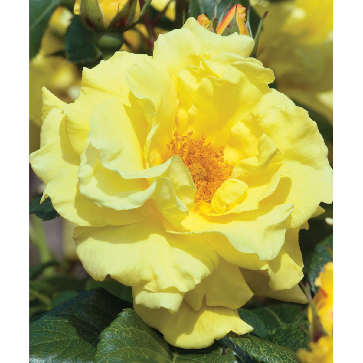 Plantiflor  Kletterrose „Gelb“, Topf Ø 23 cm