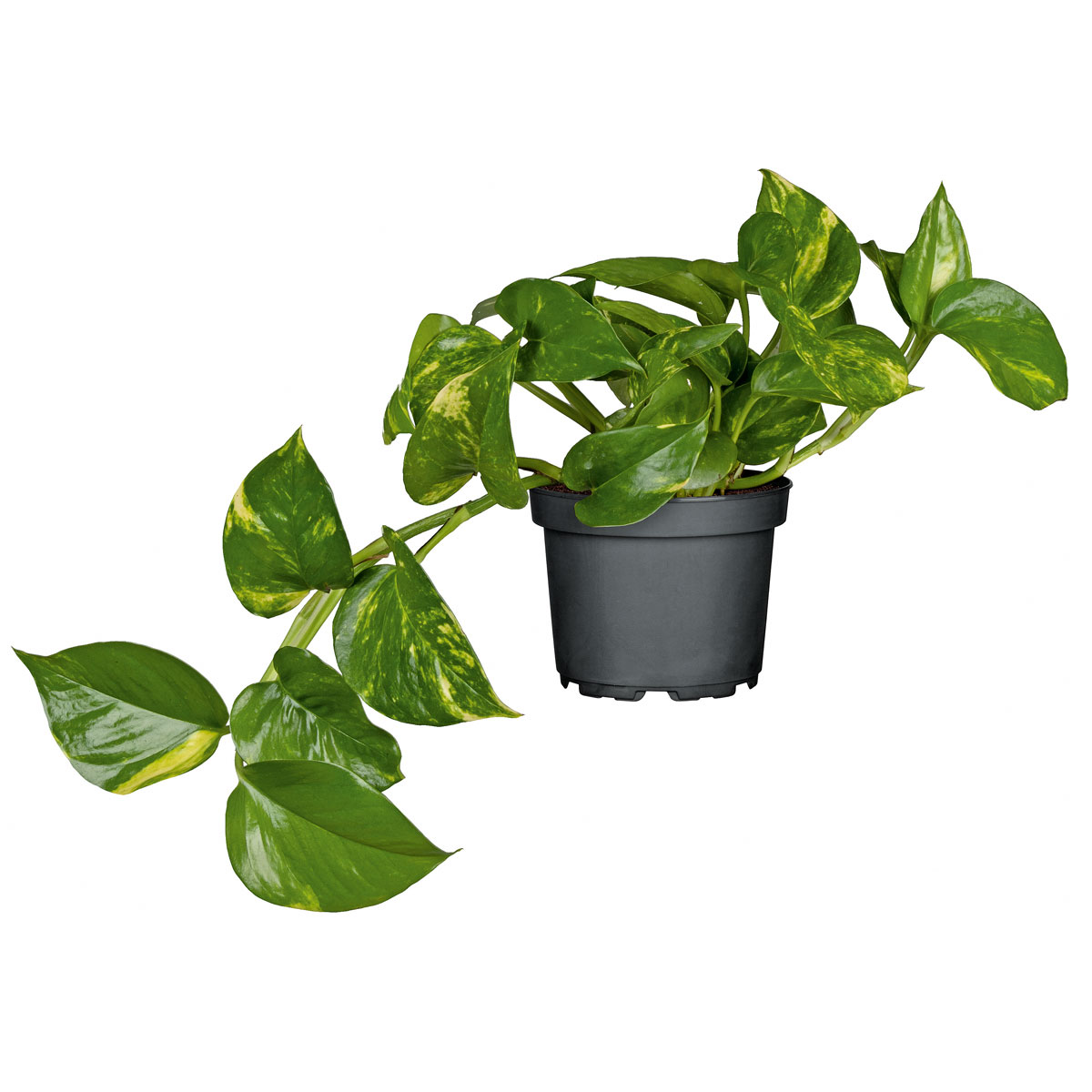 Plantiflor  Efeutute Topf Durchmesser 12 cm Bild 1