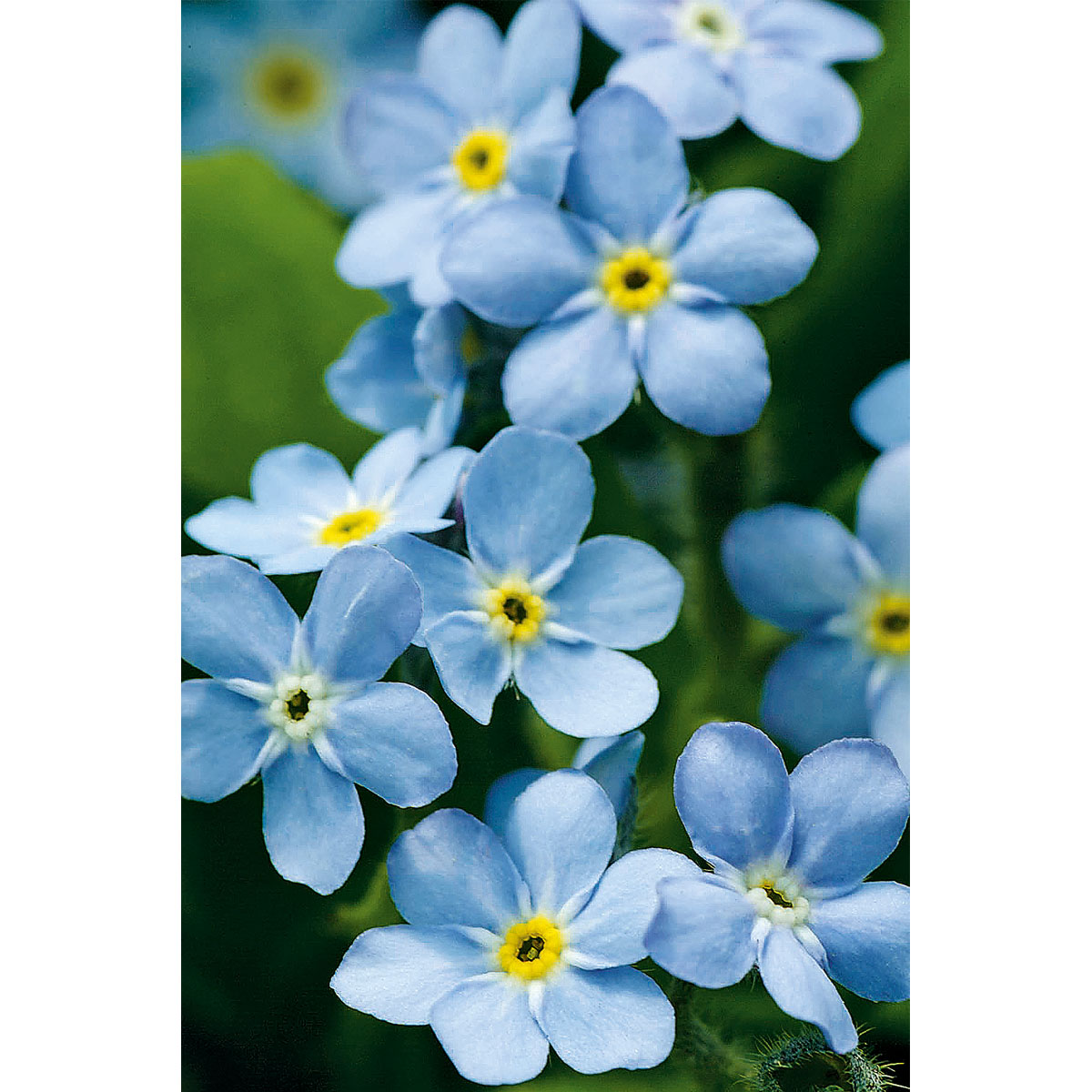 Plantiflor  Vergissmeinnicht im Topf Durchmesser 11 cm Bild 2