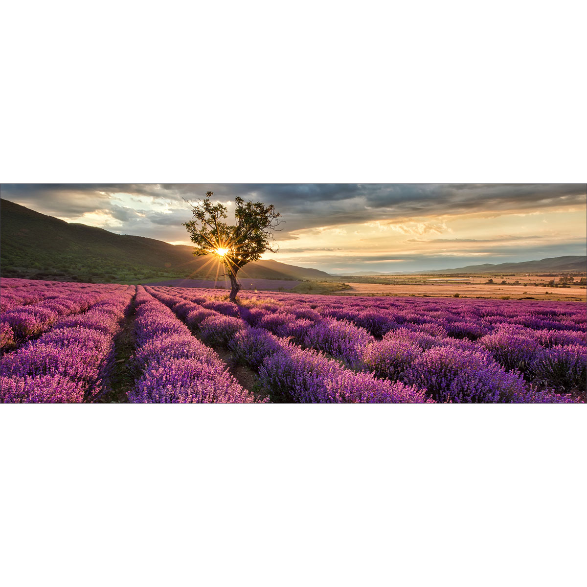 Glas-Art Silence 30 x 80 Glasbild