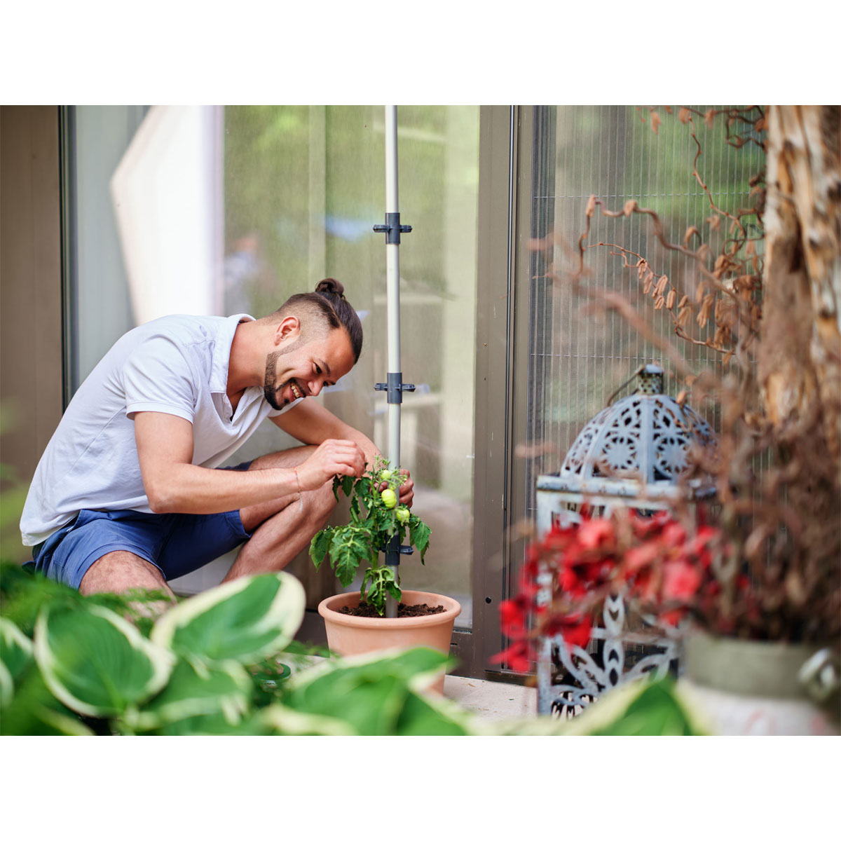 Tomatenrankhilfe Tomato Buddy 3er Set Bild 3