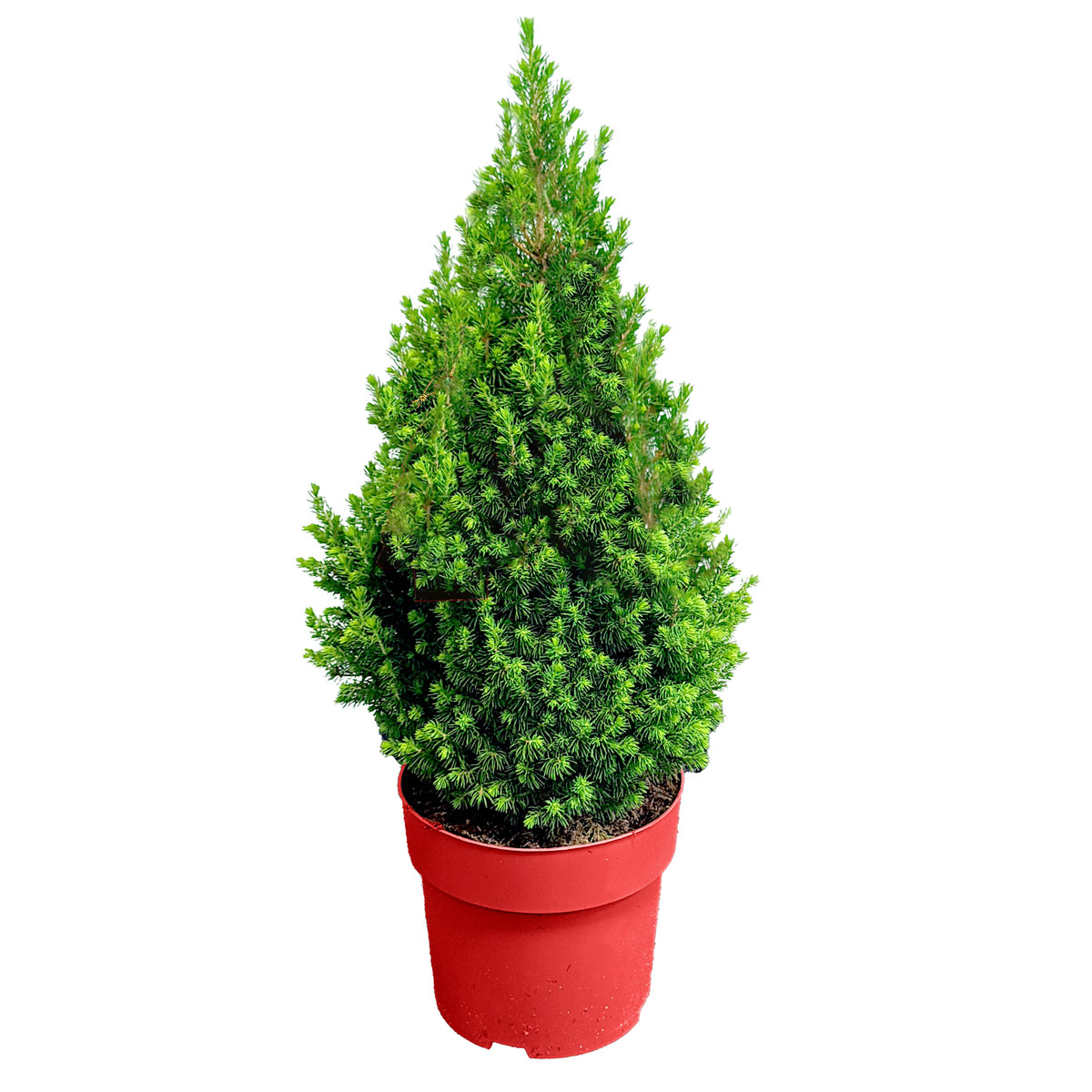 Getopfte Weihnachtsbäume 