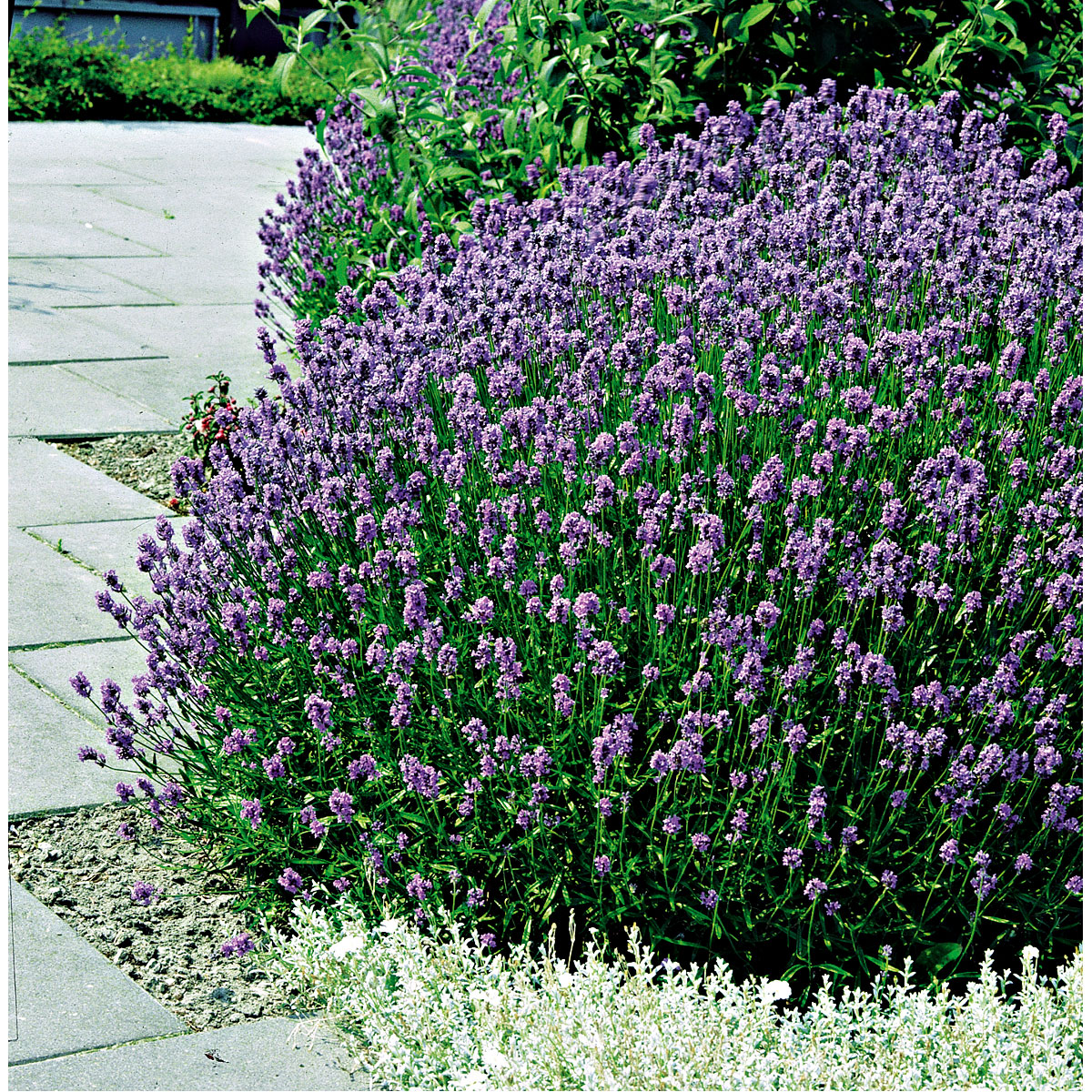 Plantiflor  Echter Lavendel Topf- Durchmesser 11 cm Bild 5