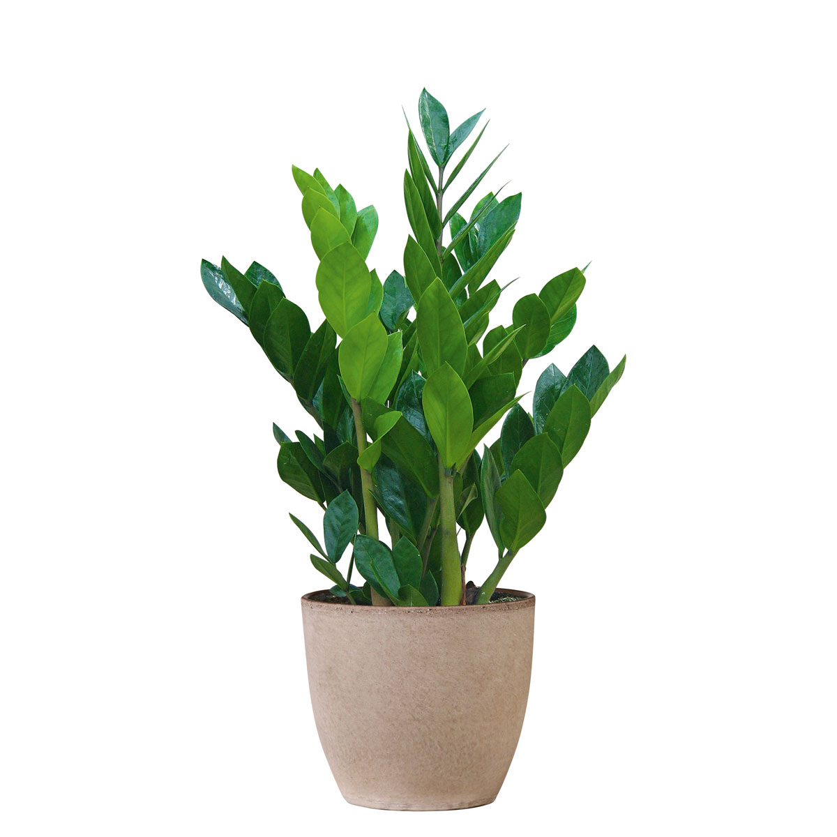 Plantiflor  Glückfeder 60 cm T17