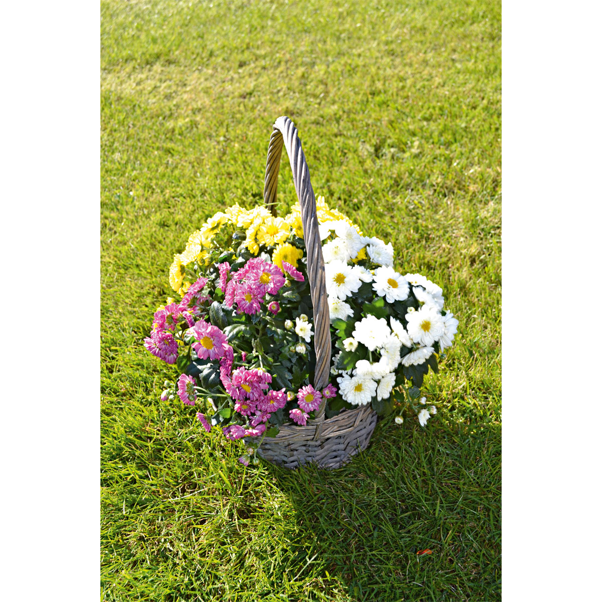 Plantiflor  Chrysanthemen-Busch Trio Topf- Durchmesser 19 cm Bild 2