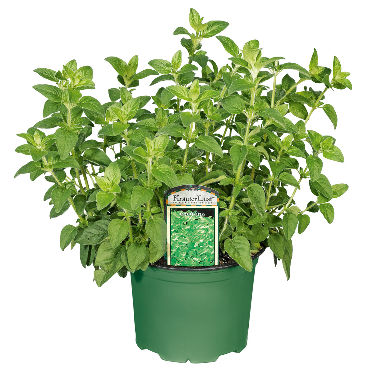 Plantiflor  Gourmetkräuter Oregano Topf Durchmesser 12 cm Bild 1