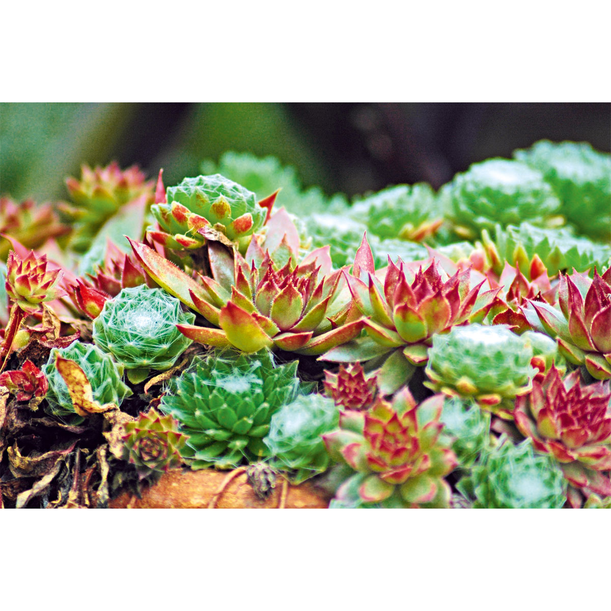 Plantiflor  Hauswurz Topf-Ø 10,5 cm Bild 4