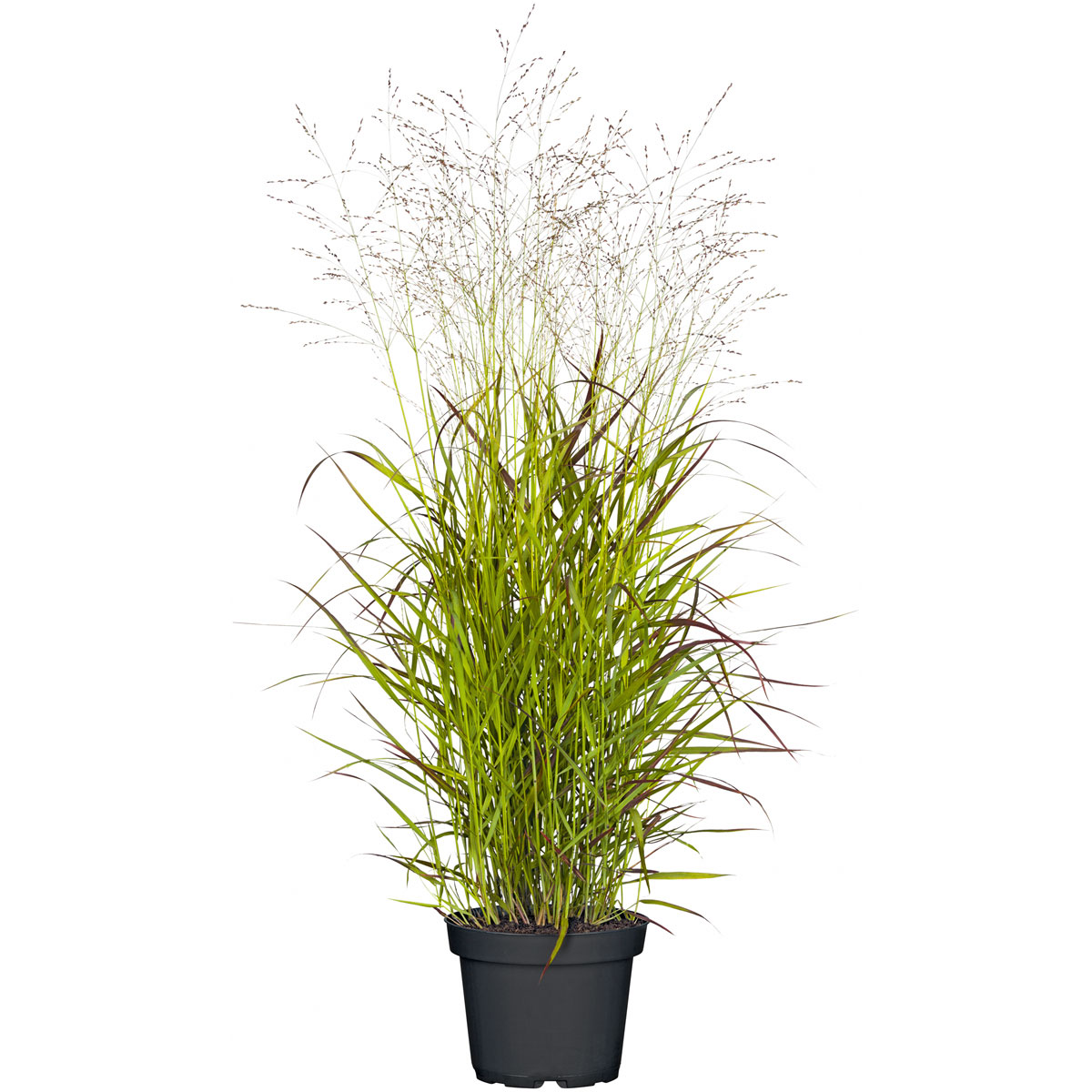 Plantiflor  Gräser Sortiment T19 Bild 5