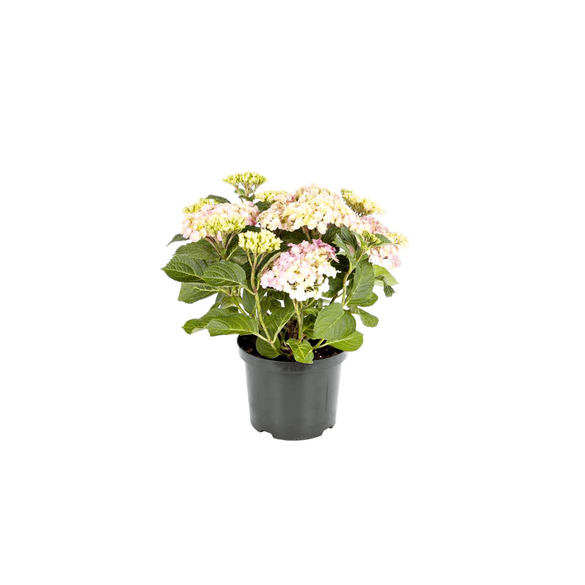 Plantiflor  Bauernhortensien versch Farben Topf Durchmesser 20 cm Bild 2