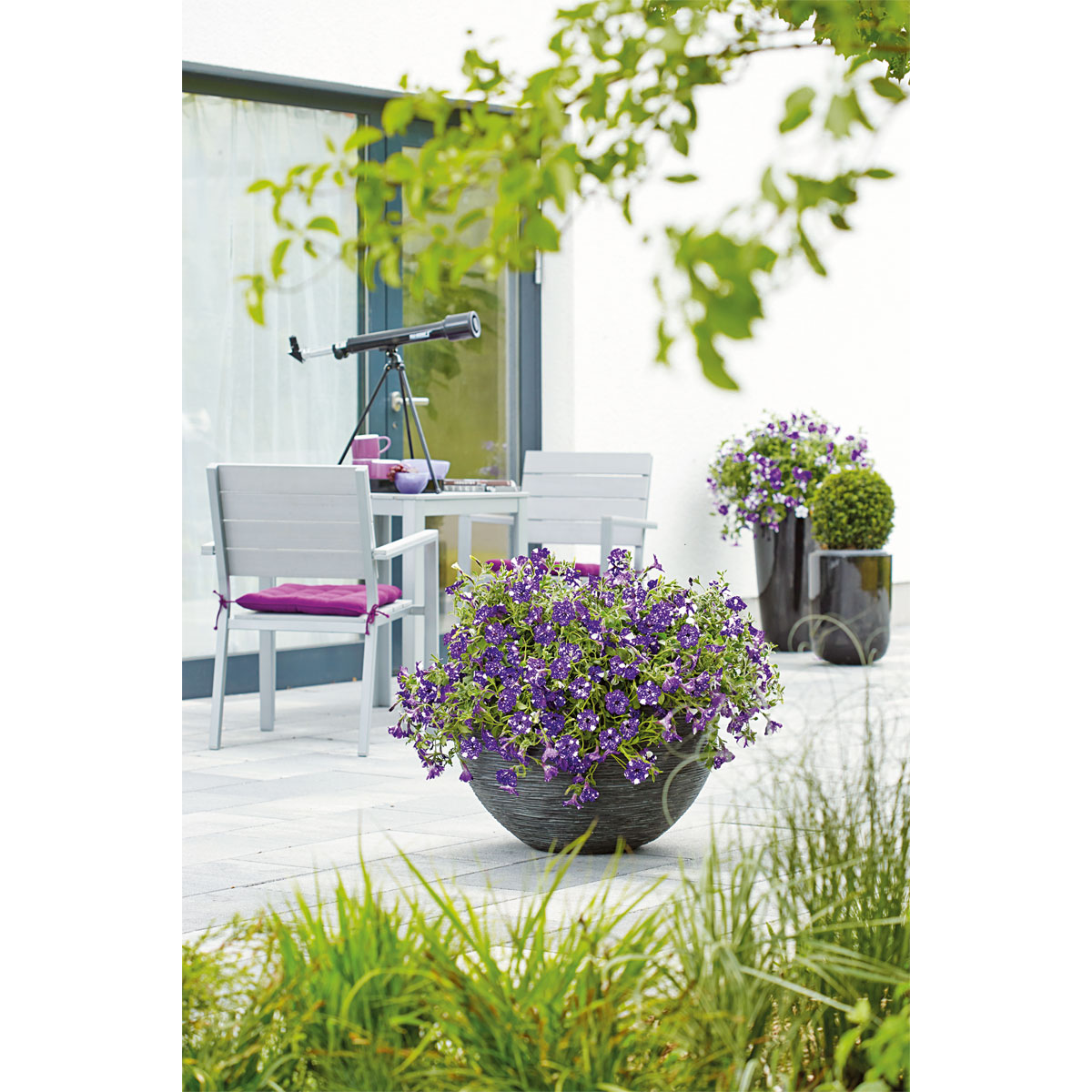 Plantiflor  Petunie Night Sky Topf Durchmesser 12 cm Bild 5