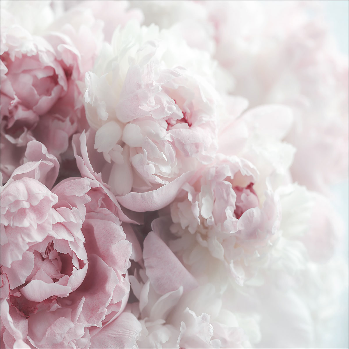 Glas-Art Pfingstrosen 20 x 20 Glasbild