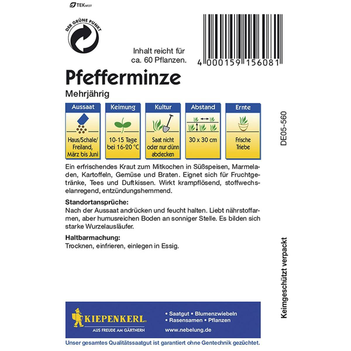 Kiepenkerl Pfefferminze mehrjährig Bild 2