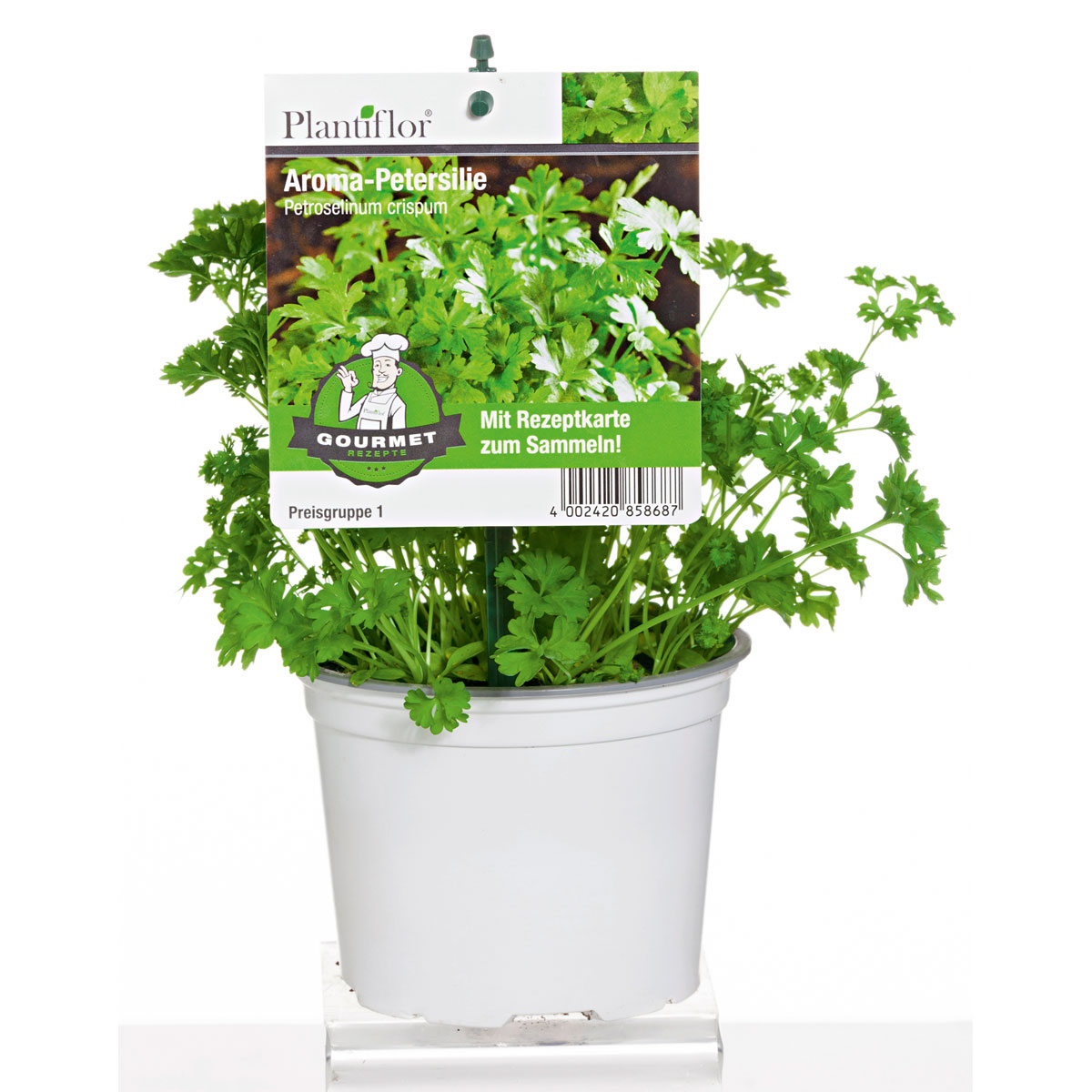 Plantiflor Gourmetkräuter Salatkräuter und Kräuterbutter Topf Durchmesser 13 cm Bild 2