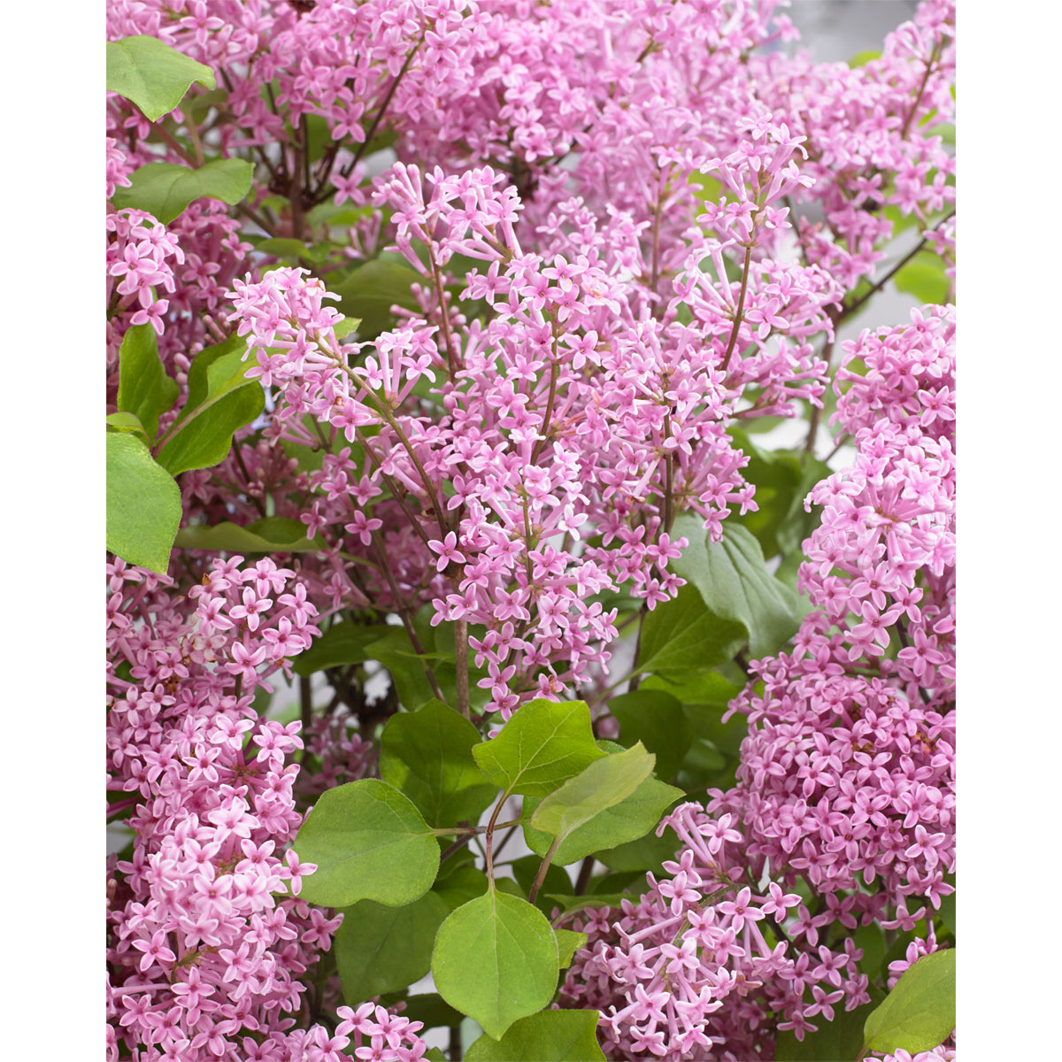 Plantiflor  Zwergflieder Flowerfesta Pink Topf Durchmesser 20 cm