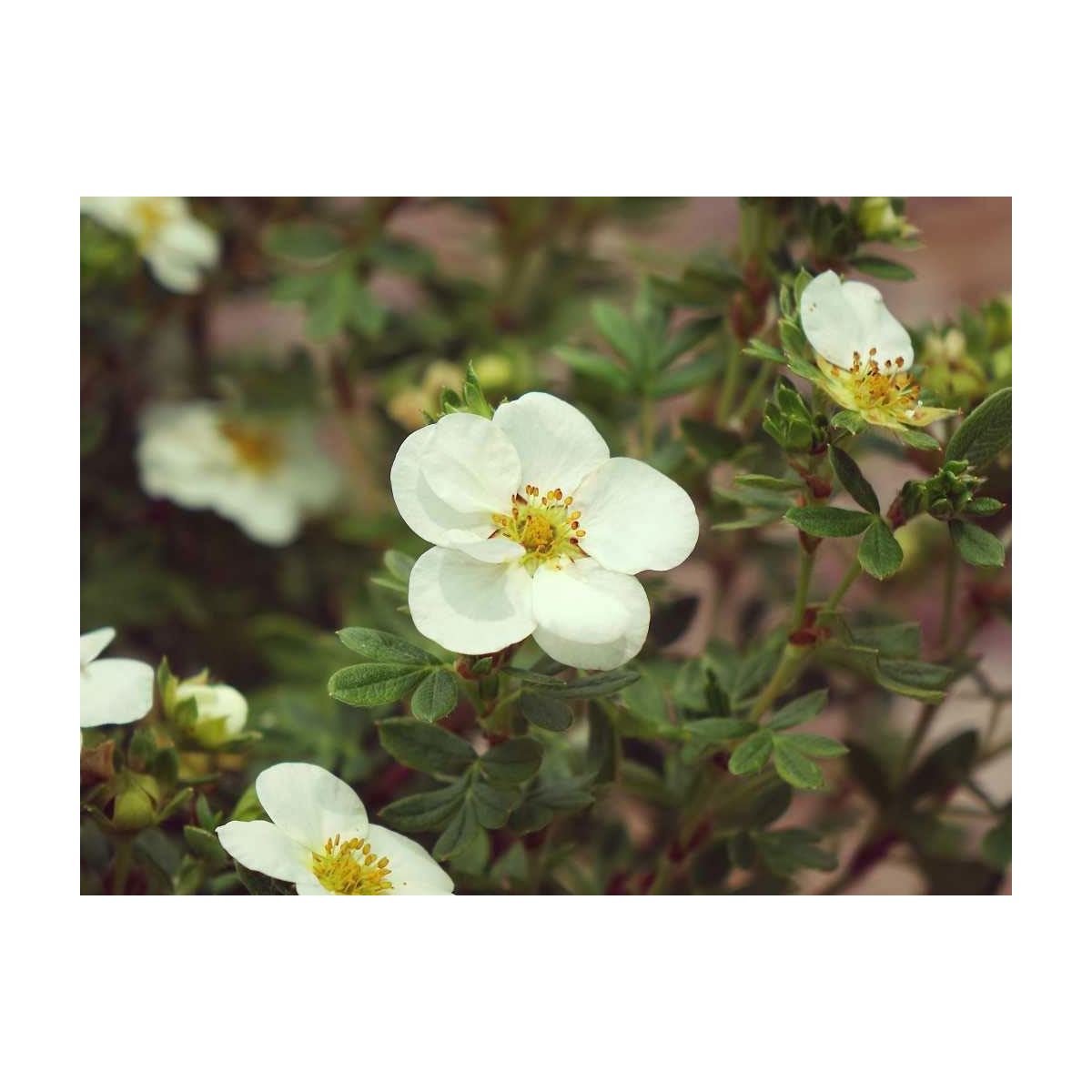 Plantiflor Fünffingerstrauch Creme Brulee Topf Durchmesser 20 cm