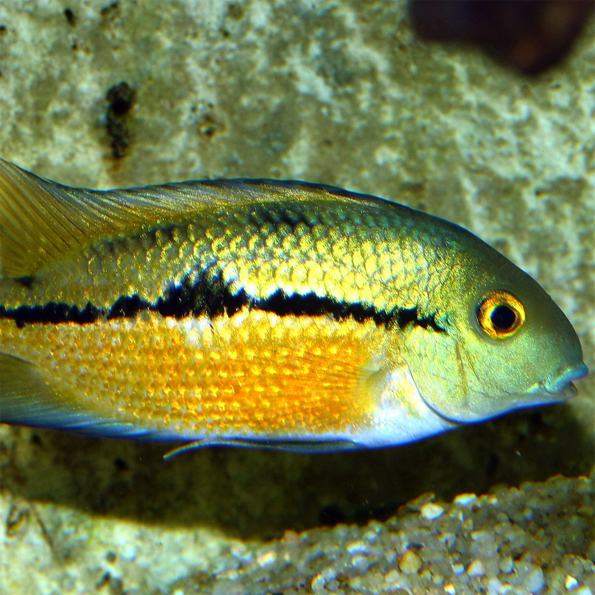 JBL  PRONOVO CICHLID GRANO M 250ml CLICK Bild 2