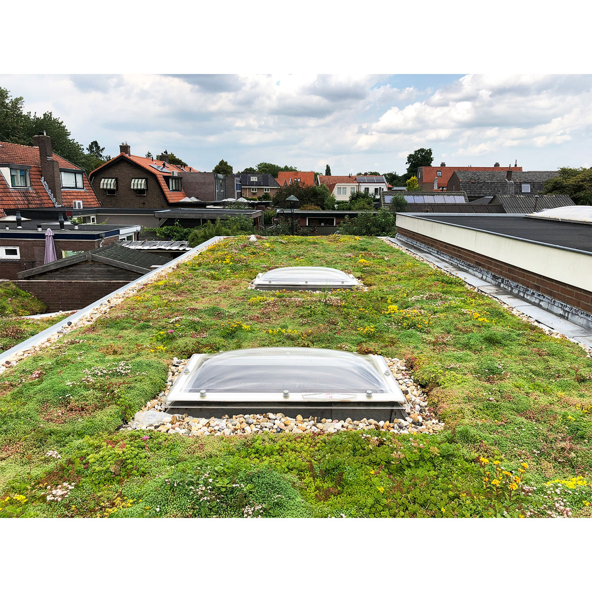 AboutGreen Gründachsystem Aromadach bis 10 Dachneigung 1 m² Bild 3