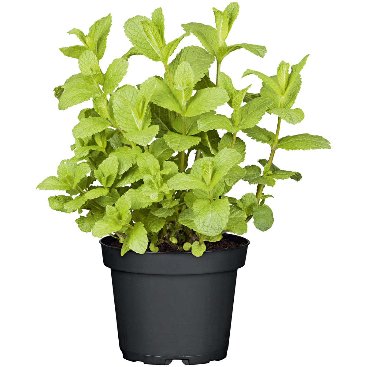 Plantiflor  Gourmetkräuter Mojitominze Topf Durchmesser 12 cm