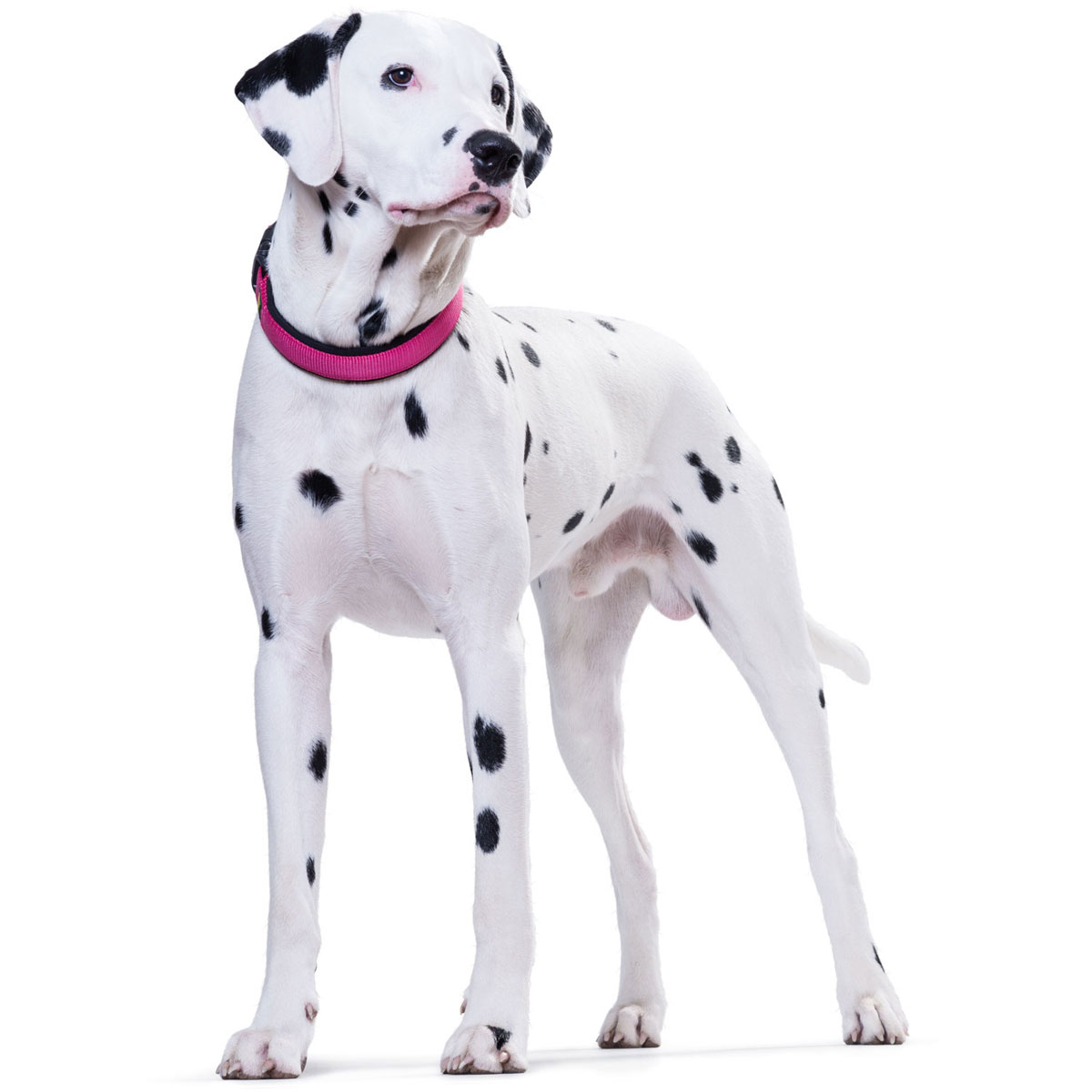 Hunter Halsung Neopren Vario Plus himbeer-schwarz Größe M-L Bild 2