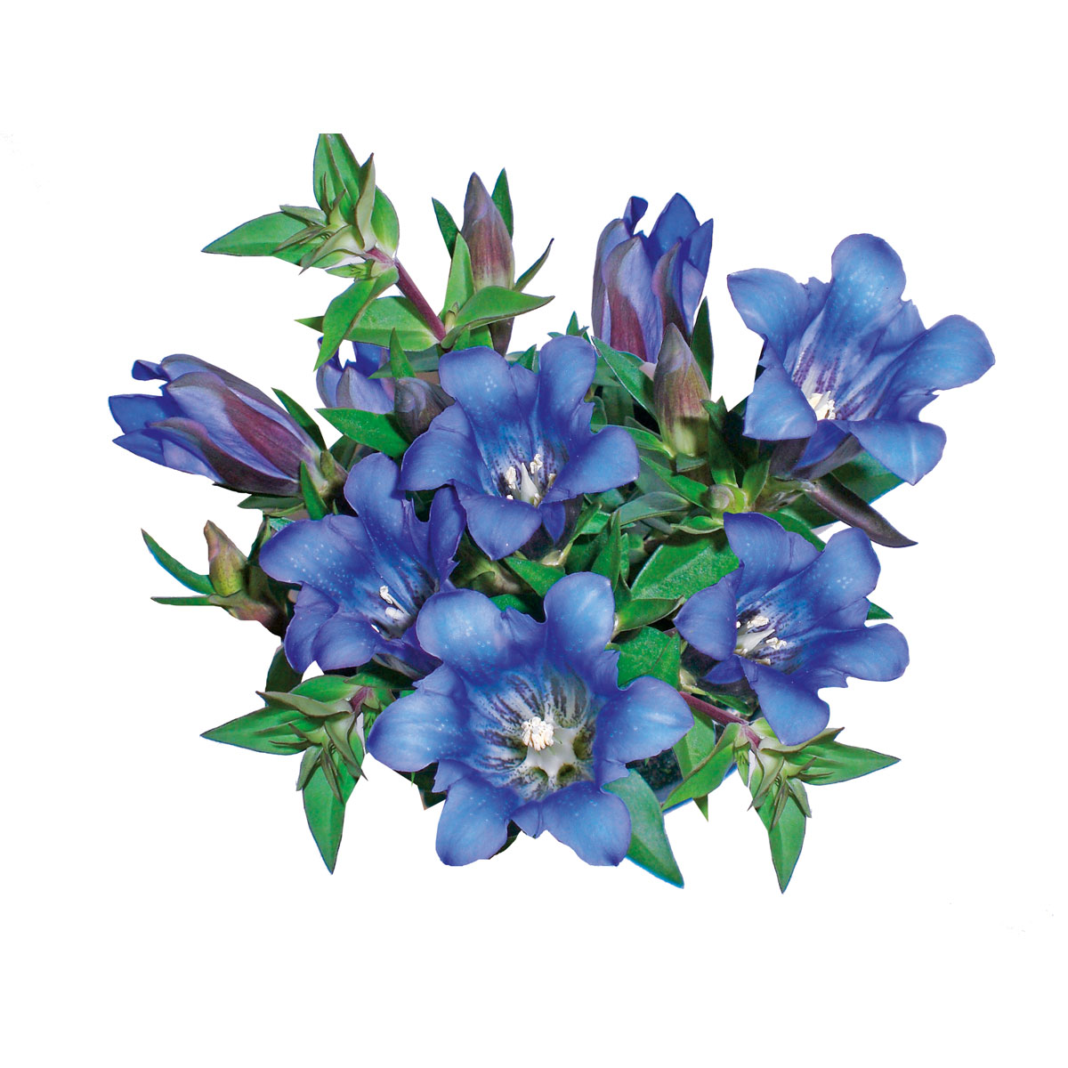Plantiflor  Enzian blau Topf- Durchmesser 10,5 cm Bild 2
