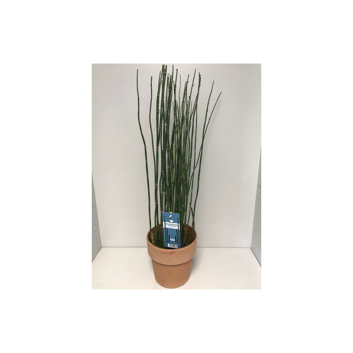 Plantiflor  Winter Schachtelhalm 80 cm T19