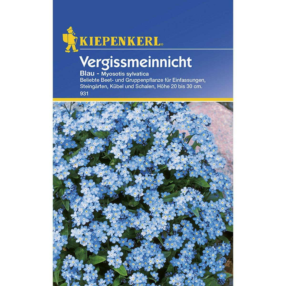 Kiepenkerl Vergissmeinnicht blau