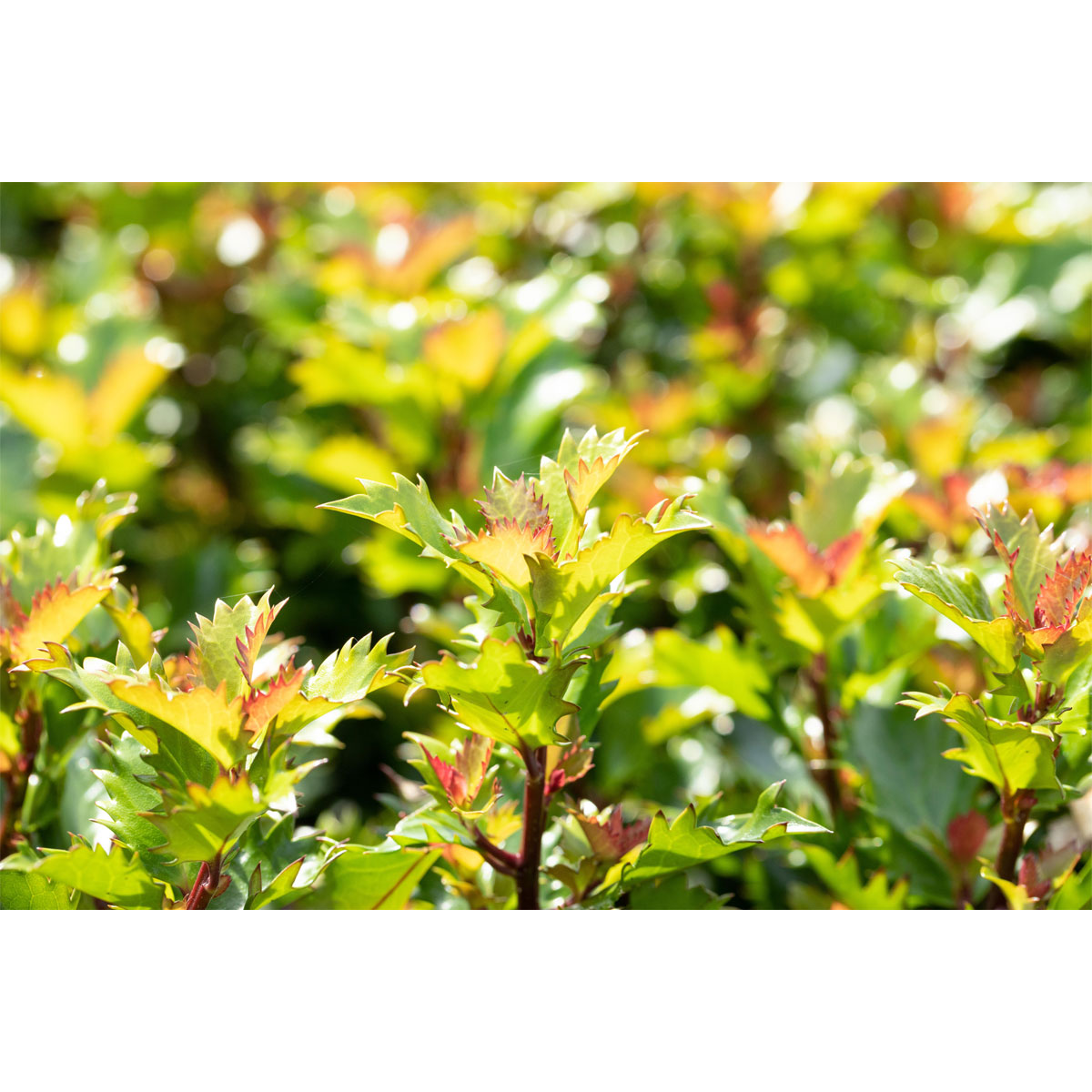 Plantiflor Stechpalme Little Rascal Topf Durchmesser 15 cm