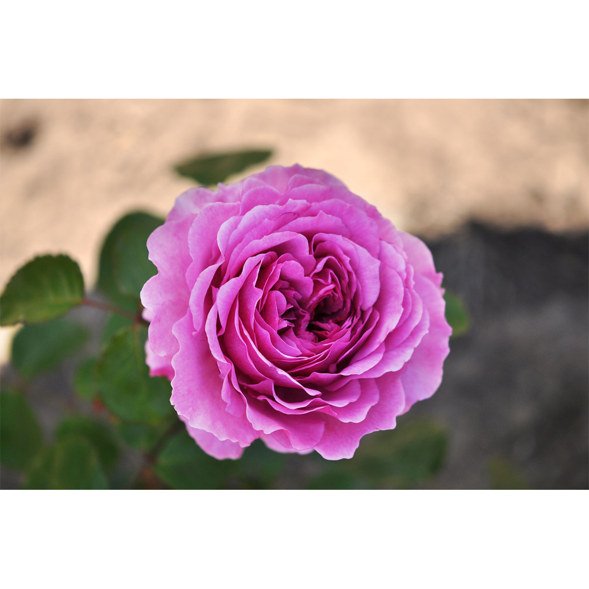 Beetrose 'Adore Aroma®'