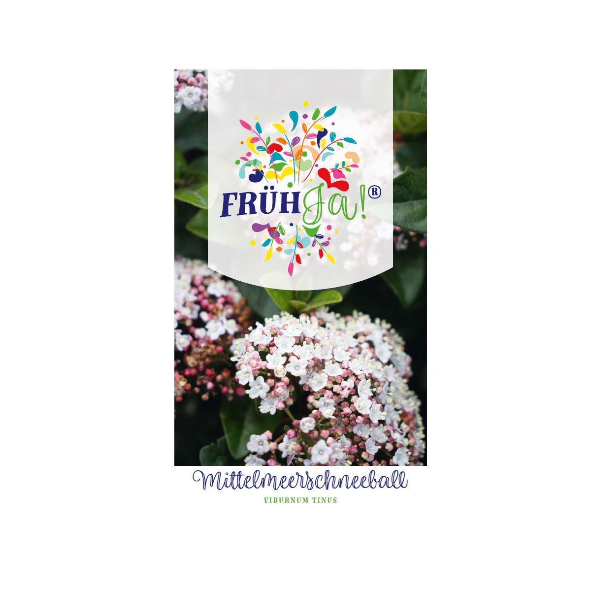 Plantiflor  Mittelmeer SchneeballTopf Durchmesser 23 cm