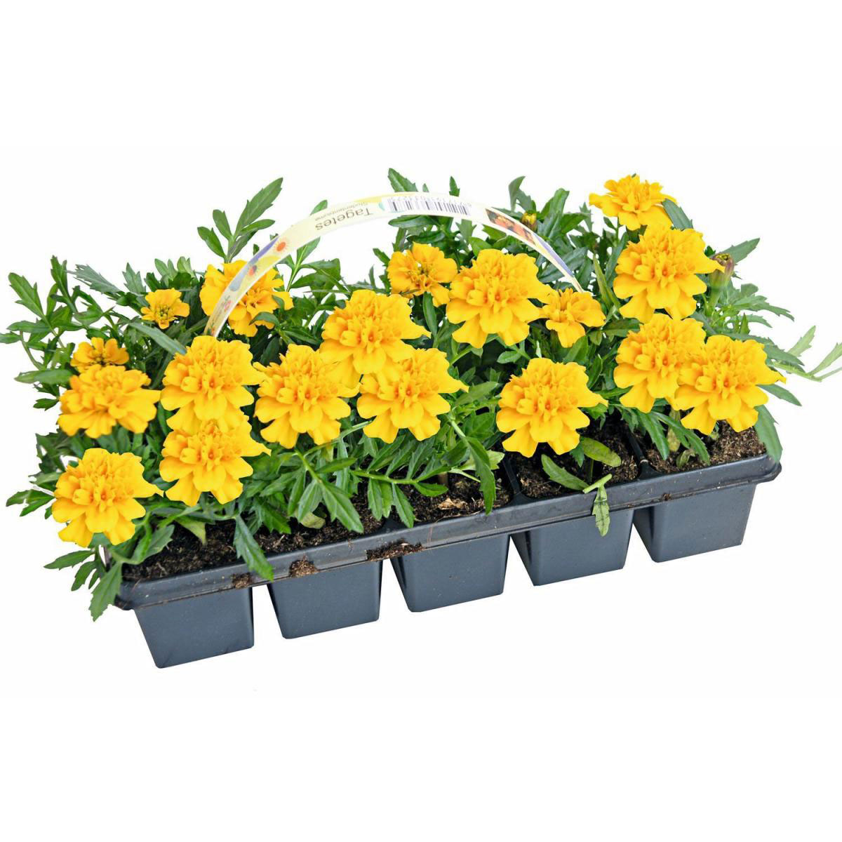 Plantiflor  Studentenblume Tagetes 10er Tray Plantiflor  Studentenblume Tagetes 10er Tray