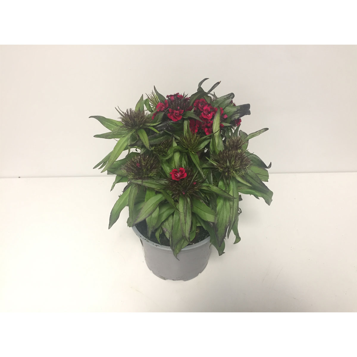 Plantiflor  Bartnelken Dianthus Barbatus Topf Durchmesser 13 cm