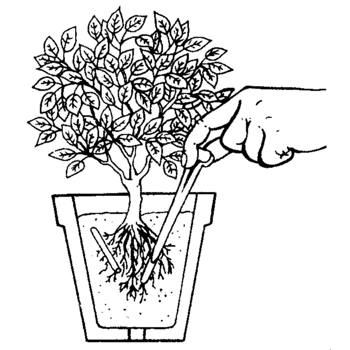 Compo Blühpflanzen Düngestäbchen mit GUANO 30 Stäbchen Bild 2