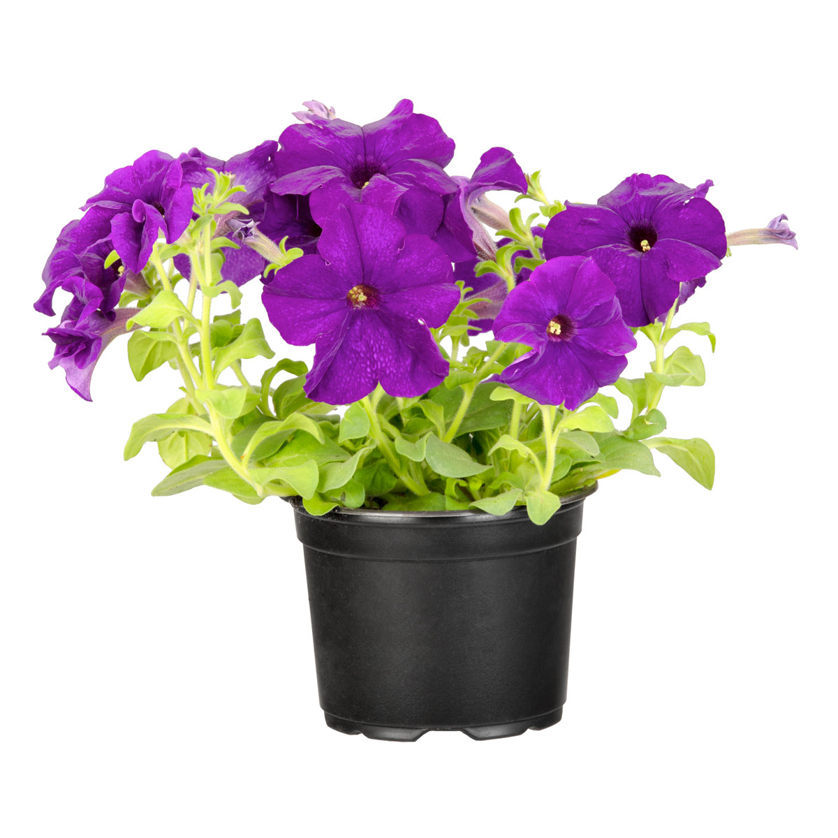 Plantiflor  Petunien Topf Durchmesser 13 cm