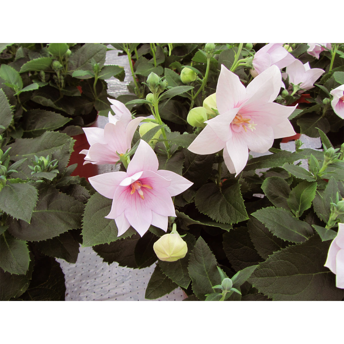 Plantiflor  Ballonblume Ton in Ton Topf- Durchmesser 12 cm Bild 7