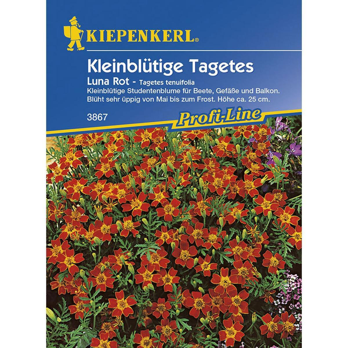 Kiepenkerl Tagetes tenuifolia Luna Rot Profi-Line