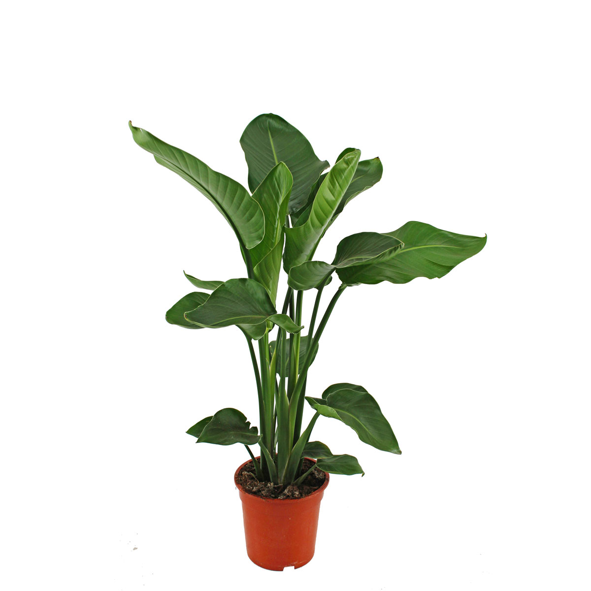 Plantiflor  Baumstrelitzie Topf 19 cm