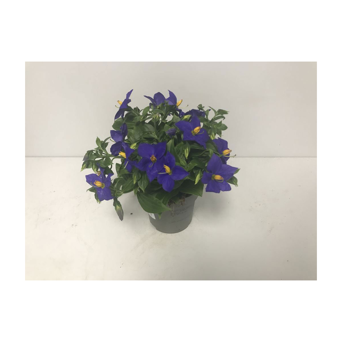 Plantiflor  Blaues Lieschen großblumig Durchmesser 11 cm Plantiflor  Blaues Lieschen großblumig Durchmesser 11 cm