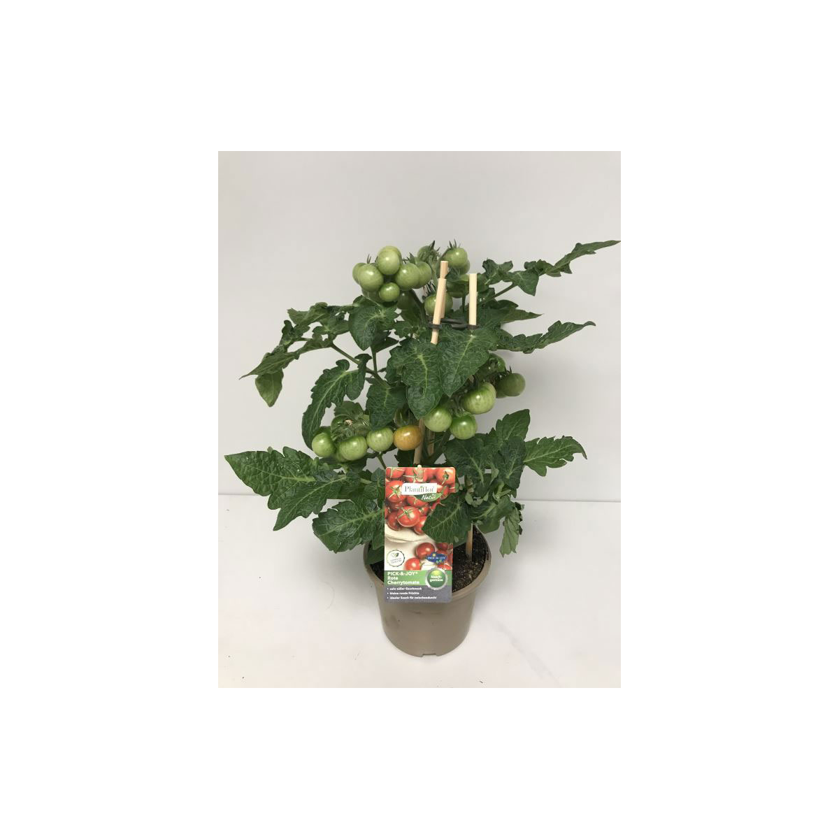 Plantiflor Kirschtomate Pick-a-Tom T14