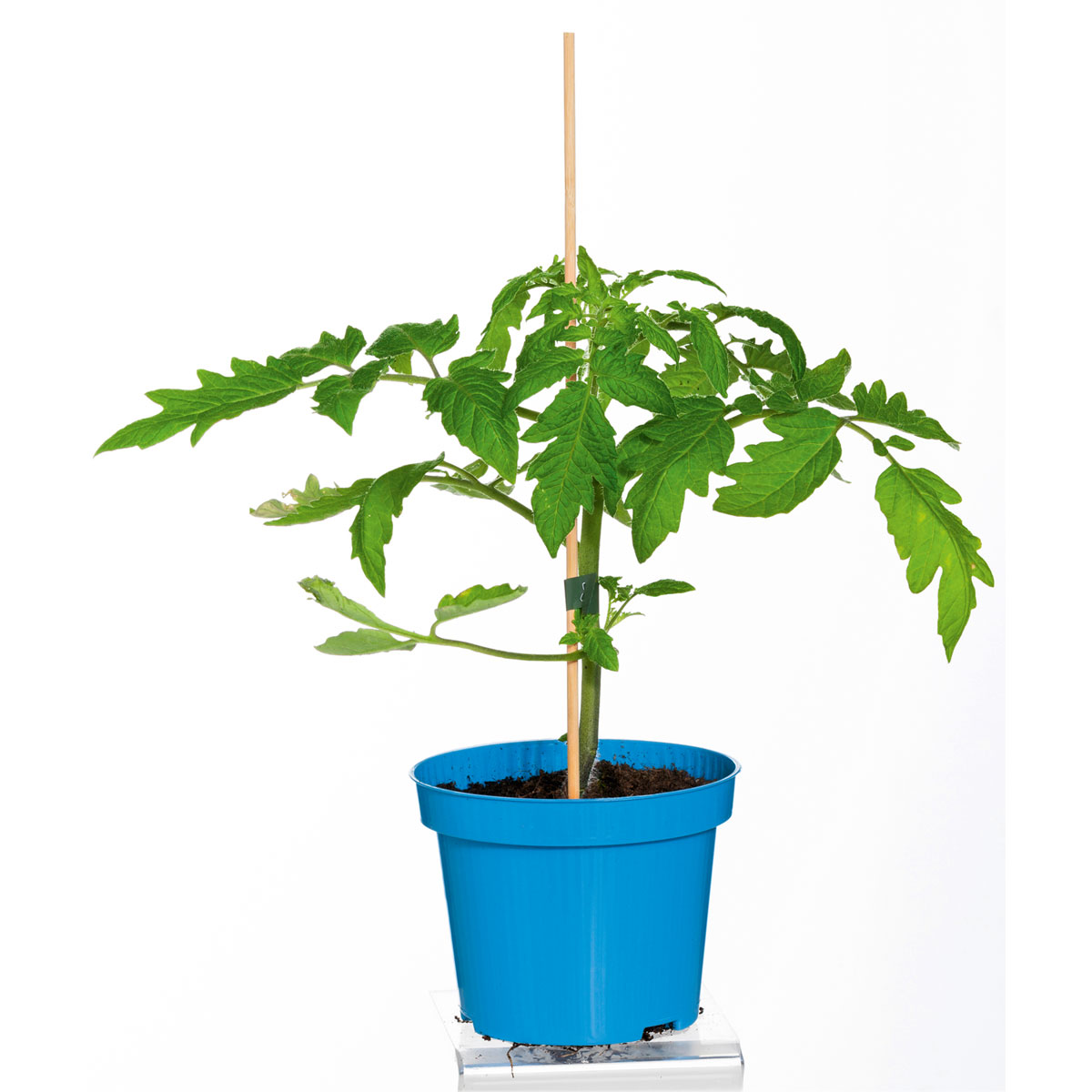 Plantiflor Cocktailtomate Supersweet F1 Topf Durchmesser 11 cm