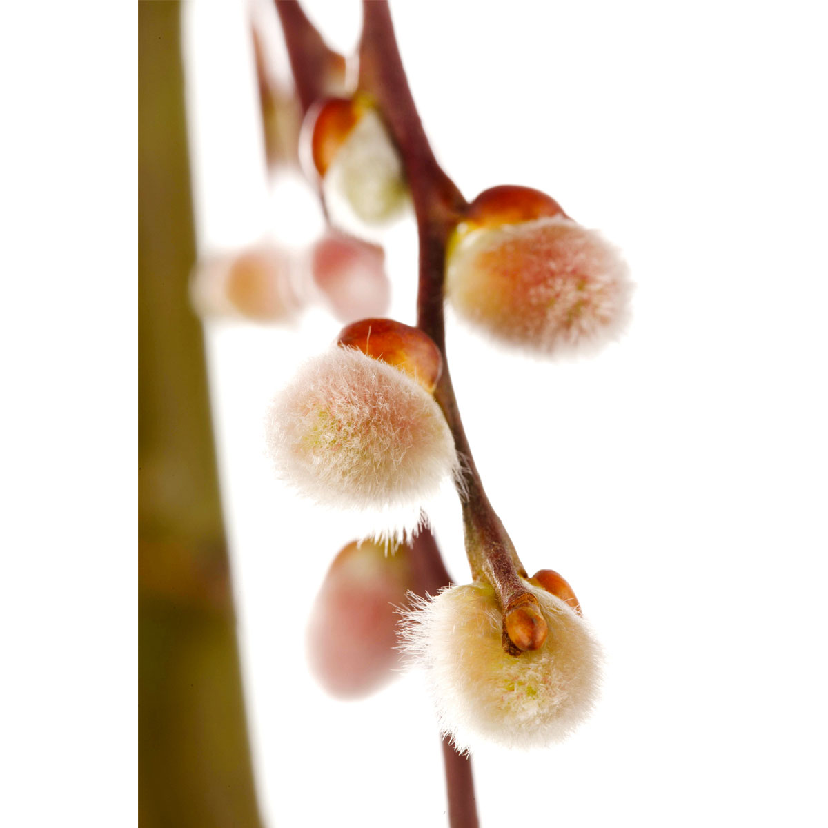 Plantiflor Hängekätzchenweide Topf Durchmesser 17 cm Bild 5