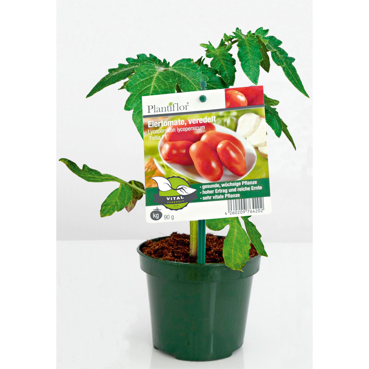 Plantiflor Meisterklasse Eiertomate Sorbetto Topf Durchmesser 11 cm Plantiflor Meisterklasse Eiertomate Sorbetto Topf Durchmesser 11 cm