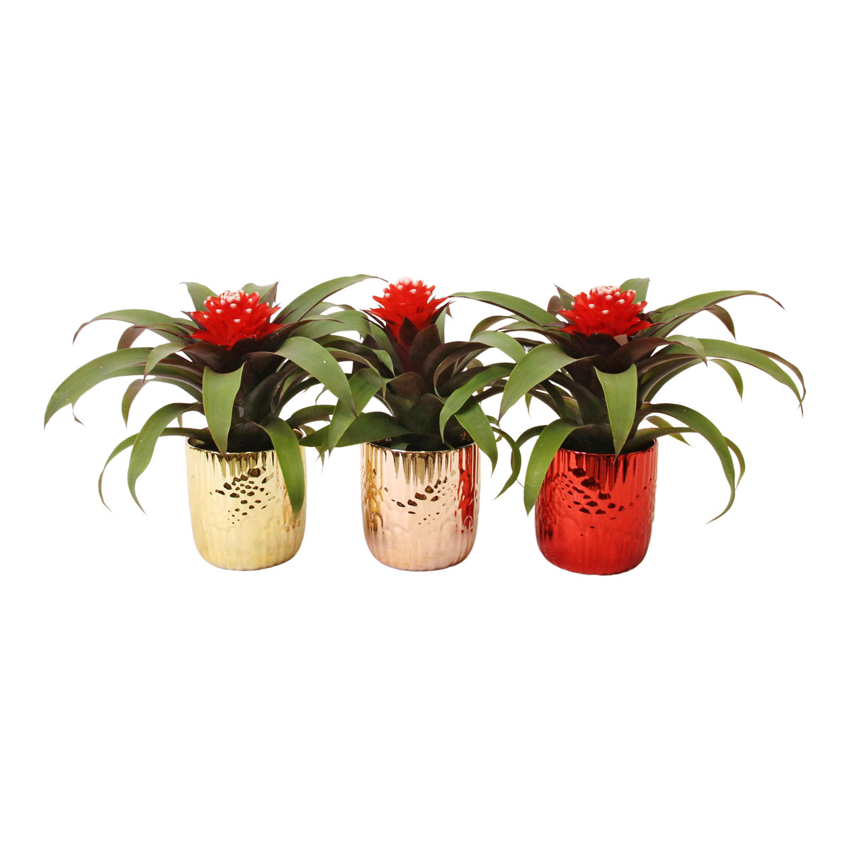 Guzmania im Keramik-Topf Ø 10 cm