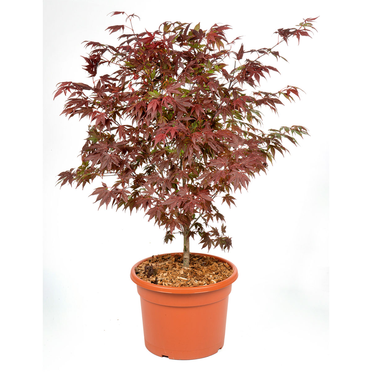 Plantiflor  Fächerahorn im Topf Durchmesser 19 cm